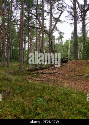 Forêt mystique de Darß primeval, parc national de Vorpommersche Boddenlandschaft, Mecklembourg-Poméranie occidentale, Allemagne Banque D'Images