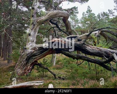 Forêt mystique de Darß primeval, parc national de Vorpommersche Boddenlandschaft, Mecklembourg-Poméranie occidentale, Allemagne Banque D'Images