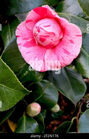 Camellia japonica «Tricolor Superba» Camellia Tricolor Superba – fleurs roses avec des taches rouges et des stries blanches, mars, Angleterre, Royaume-Uni Banque D'Images