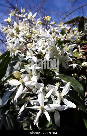 Clematis armandii ‘Snowdrift’ Armand clematis – plante grimpant avec des grappes de grandes fleurs blanches parfumées en forme d'étoile, mars, Angleterre, Royaume-Uni Banque D'Images