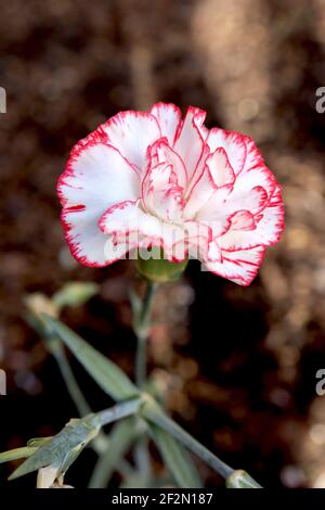 Dianthus caryophyllus «Chabaud Benigna» Carnation Chabaud Benigna – fleurs blanches aux bords rouges fins, mars, Angleterre, Royaume-Uni Banque D'Images