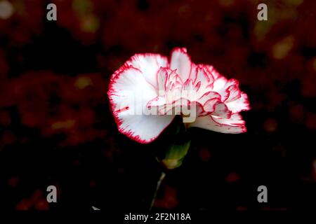 Dianthus caryophyllus «Chabaud Benigna» Carnation Chabaud Benigna – fleurs blanches aux bords rouges fins, mars, Angleterre, Royaume-Uni Banque D'Images