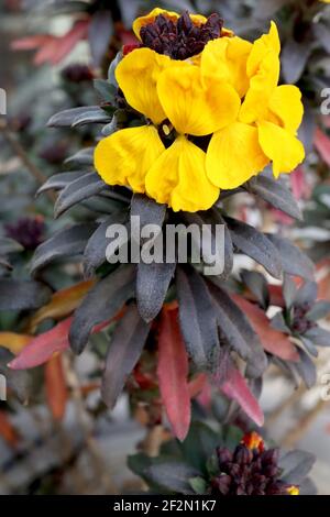 Erysimum cheiri «étoile parfumée» Wallflower odorant Star – fleurs jaunes dorées avec feuilles en forme de lance noire, mars, Angleterre, Royaume-Uni Banque D'Images