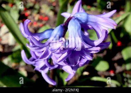 Jacinthus orientalis «Blue Festival» le festival bleu de jacinthe – jacinthe bleue bordée de violet, mars, Angleterre, Royaume-Uni Banque D'Images