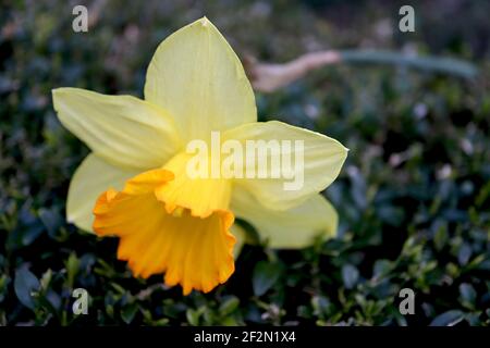 Narcissus «Fortune» Division 2 jonquilles de grandes tasses Fortune jondil – pétales jaune pâle et coupe à volants orange jaune doré, mars, Angleterre, Royaume-Uni Banque D'Images