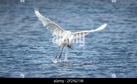 Faune et flore de Larus cachinnans mouettes chasse sur un étang., la meilleure photo. Banque D'Images