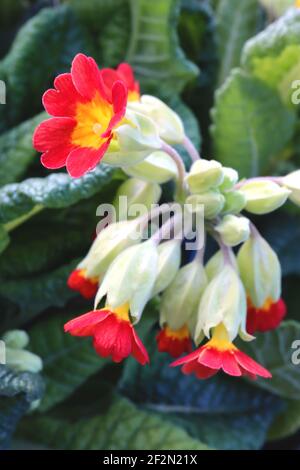 Primula veris ‘Unset Shades’ Red Cowslip primrose, mars, Angleterre, Royaume-Uni Banque D'Images