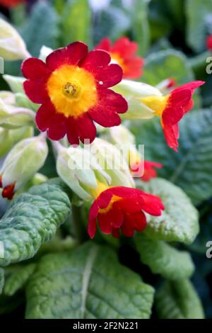 Primula veris ‘Unset Shades’ Red Cowslip primrose, mars, Angleterre, Royaume-Uni Banque D'Images