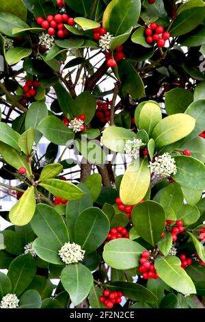 Skimmia japonica «Pabella» Skimmia Pabella – grappes de grandes baies rouges, petites fleurs blanches, grandes feuilles de similicuir, mars, Angleterre, ROYAUME-UNI Banque D'Images