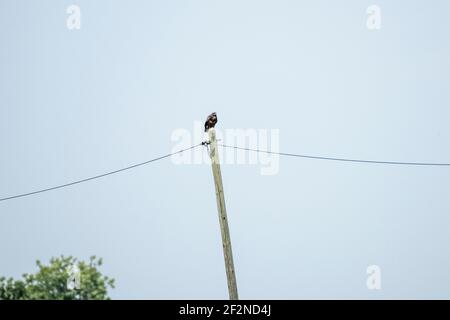 Buzzard (buteo) sur un ancien poteau téléphonique. Banque D'Images