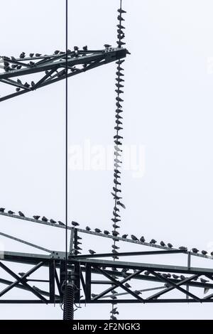 Allemagne, étournements (Sturnidae) sur un poteau de puissance. Banque D'Images