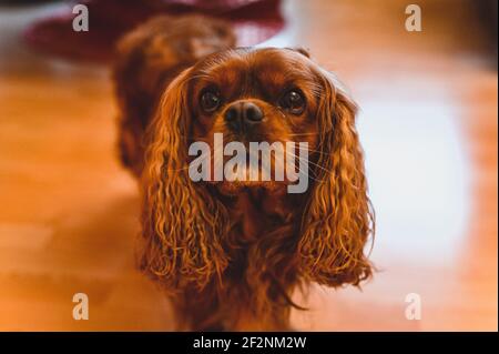 Un chien d'Espagne cavalier King Charles marron Banque D'Images