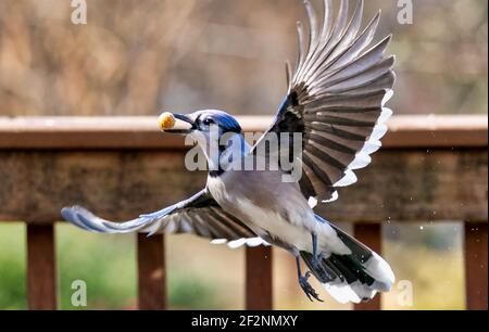 Bluejay se prépare à des feuilles avec une arachide dans son baiser Banque D'Images