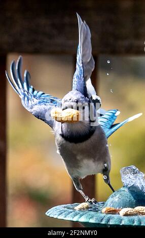Bluejay se prépare à des feuilles avec une arachide dans son baiser Banque D'Images