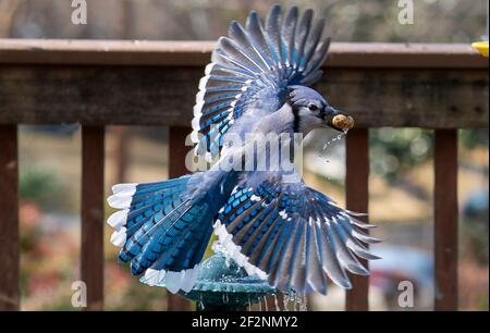 Bluejay se prépare à des feuilles avec une arachide dans son baiser Banque D'Images