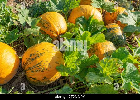 Champ de citrouille, feuilles de citrouille, cucurbita pepo, citrouille à l'huile Banque D'Images