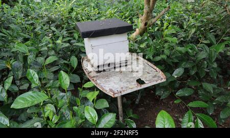 Une boîte de gardien dans une plantation de thé sur un fer assistance Banque D'Images