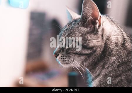 Portrait d'un chat gris d'Europe à courte vue avec des rayures noires et des yeux verts Banque D'Images