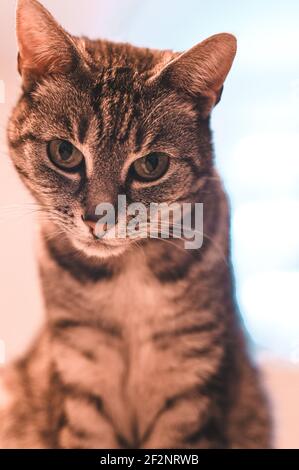 Portrait d'un chat gris d'Europe à courte vue avec des rayures noires et des yeux verts Banque D'Images