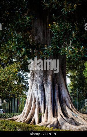 Grand figuier de Moreton Bay, racine de l'arbre de ficus. Jardins de Murillo. Séville. Andalousie. Espagne. Banque D'Images