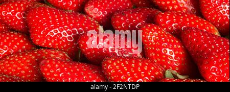 Fond coloré de fraises en détail. Bannière rouge à texture organique. Banque D'Images
