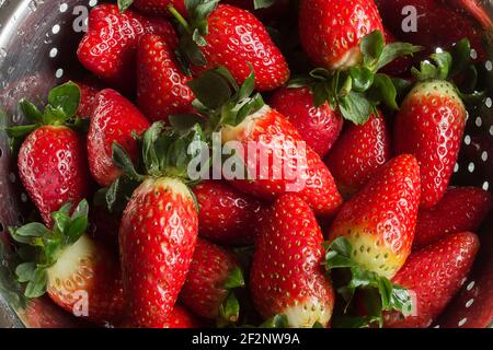 Beaucoup de fraises fraîches fraîchement lavées dans une passoire en métal micro-perforée. Fruits de saison et nettoyage des aliments. Banque D'Images