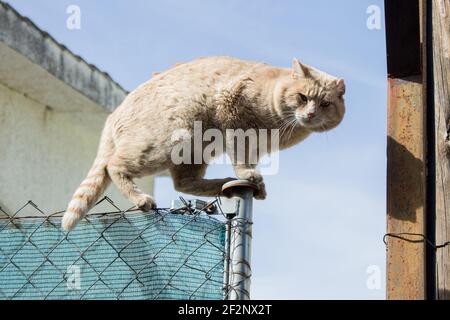 Un énorme chat tabby avec un visage suspect attrapé de rouge-main sur une clôture de chaîne de losange tout en se faufilant dans une maison. Chats errants. Banque D'Images