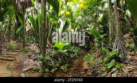 Panorama, Seychelles, la Digue, Praslin, Parc National, Vallée de Mai, forêt tropicale Banque D'Images