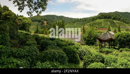 Panorama, Chine, plantation de thé, culture en terrasse Banque D'Images