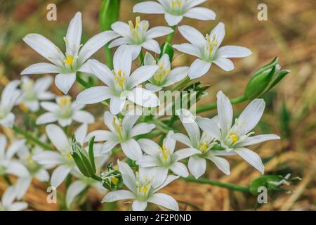 Plante des ombelles étoile de lait dans un pré. Fleur au printemps lorsqu'il fleurit avec des pétales blancs. Fleur ouverte avec pétales et fleurs fermées. Feuilles vertes Banque D'Images