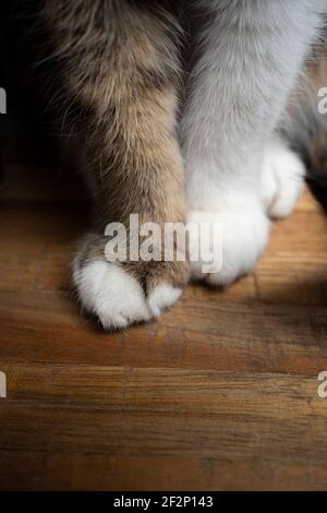 photo détaillée des pattes de chat sur une surface en bois Banque D'Images