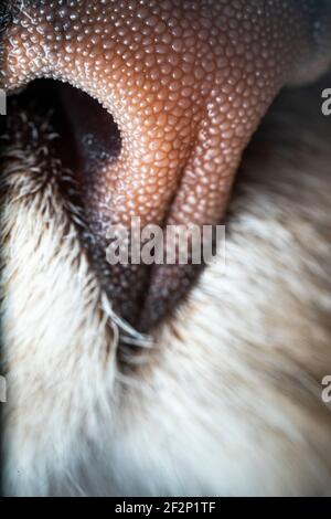 gros plan ultra macro sur le nez d'un chat Banque D'Images