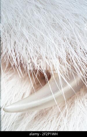 gros plan ultra macro sur la griffe d'un chat Banque D'Images