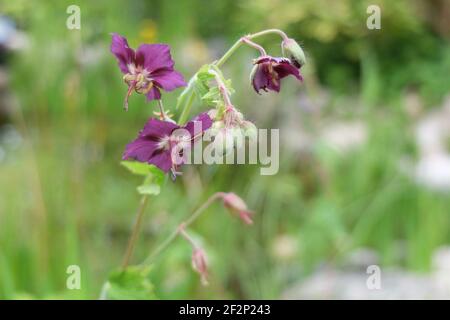 Le crâne brun 'Sambor' (Geranium phaeum) en fleur Banque D'Images