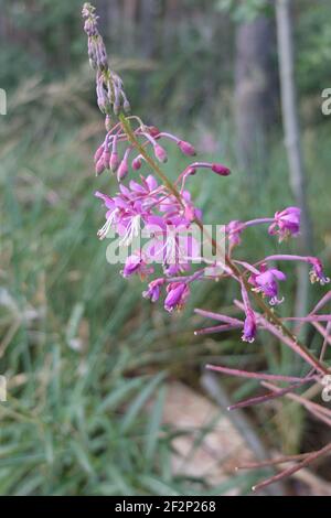 D'épilobe à feuilles étroites (Epilobium angustifolium) Banque D'Images