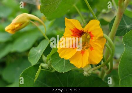 Le plus grand nasturtium (Tropaeolum majus) avec des fleurs jaunes Banque D'Images