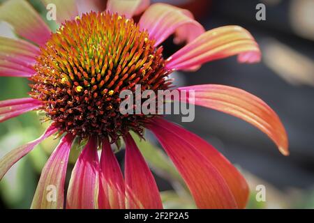 Macro de l'échiniacée en pleine floraison plus tard l'été Banque D'Images