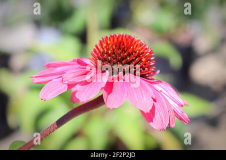 Macro de fleurs en pleine floraison plus tard l'été Banque D'Images