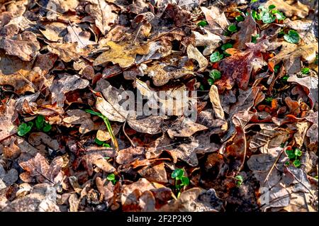 Des feuilles brunes se trouvent sur la prairie Banque D'Images