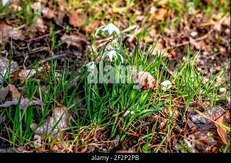 Les gouttes de neige commencent à croître au printemps Banque D'Images