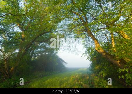 Arbres dans la brume matinale, printemps, Hesse, Allemagne Banque D'Images