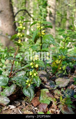 L'ortie dorée commune (Lamium galeobdolona, Galeobdolona luteum) Banque D'Images