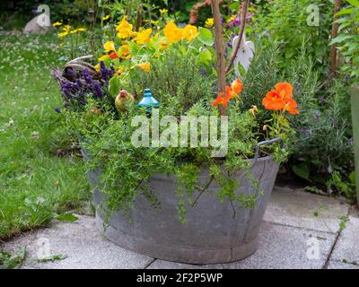 Vieux bac en étain planté d'herbes: Lavande, salé, nasturtium Banque D'Images