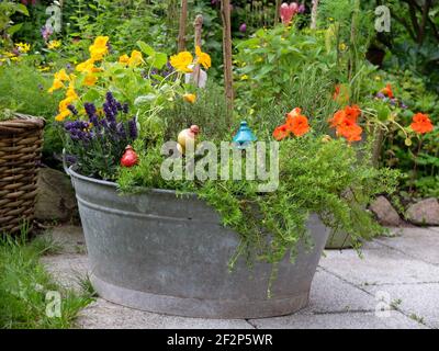 Vieux bac en étain planté d'herbes: Lavande, salé, nasturtium Banque D'Images