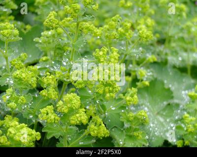 Le manteau doux de la dame (Alchemilla mollis) avec des fleurs vert-jaune Banque D'Images