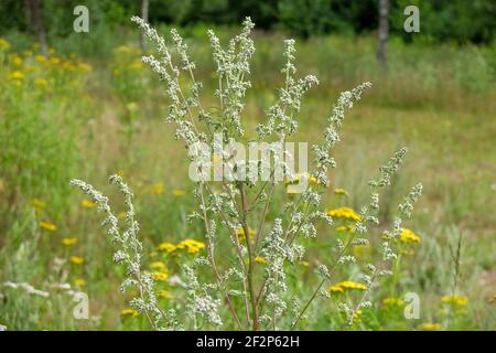 Millepertuis (Artemisia vulgaris) Banque D'Images