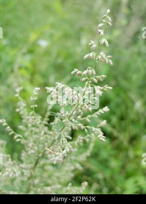 Millepertuis (Artemisia vulgaris) Banque D'Images