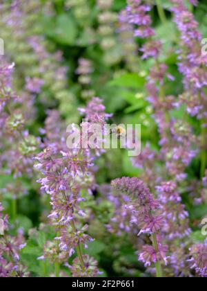 Bumblebee sur Salvia verticillata 'Purple Rain' sauge à cheval Banque D'Images