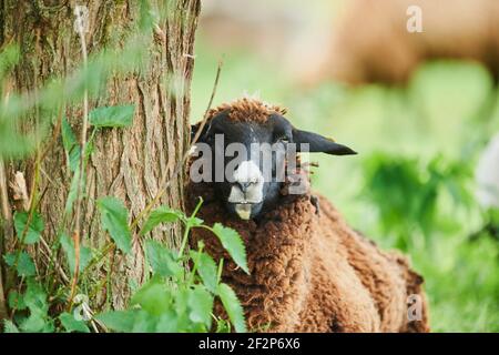 Mouton domestique, Ovis orientalis aries, portrait, frontal, caméra de regard Banque D'Images