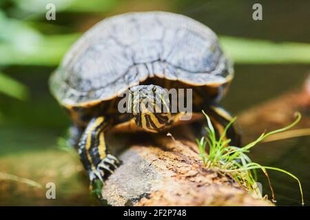 Tortue d'étang européenne, Emys orbicularis, rochers, frontal, couché, regarder l'appareil photo Banque D'Images